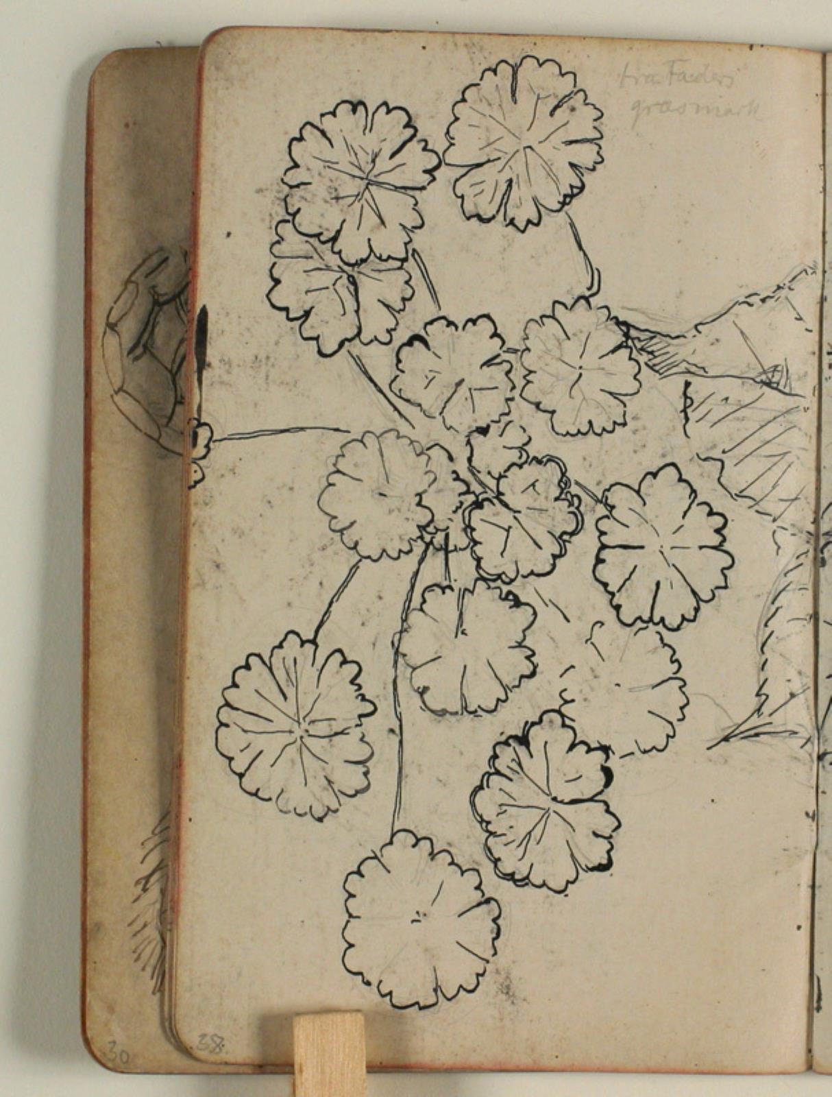 Niels Larsen Stevns, Plantestudier