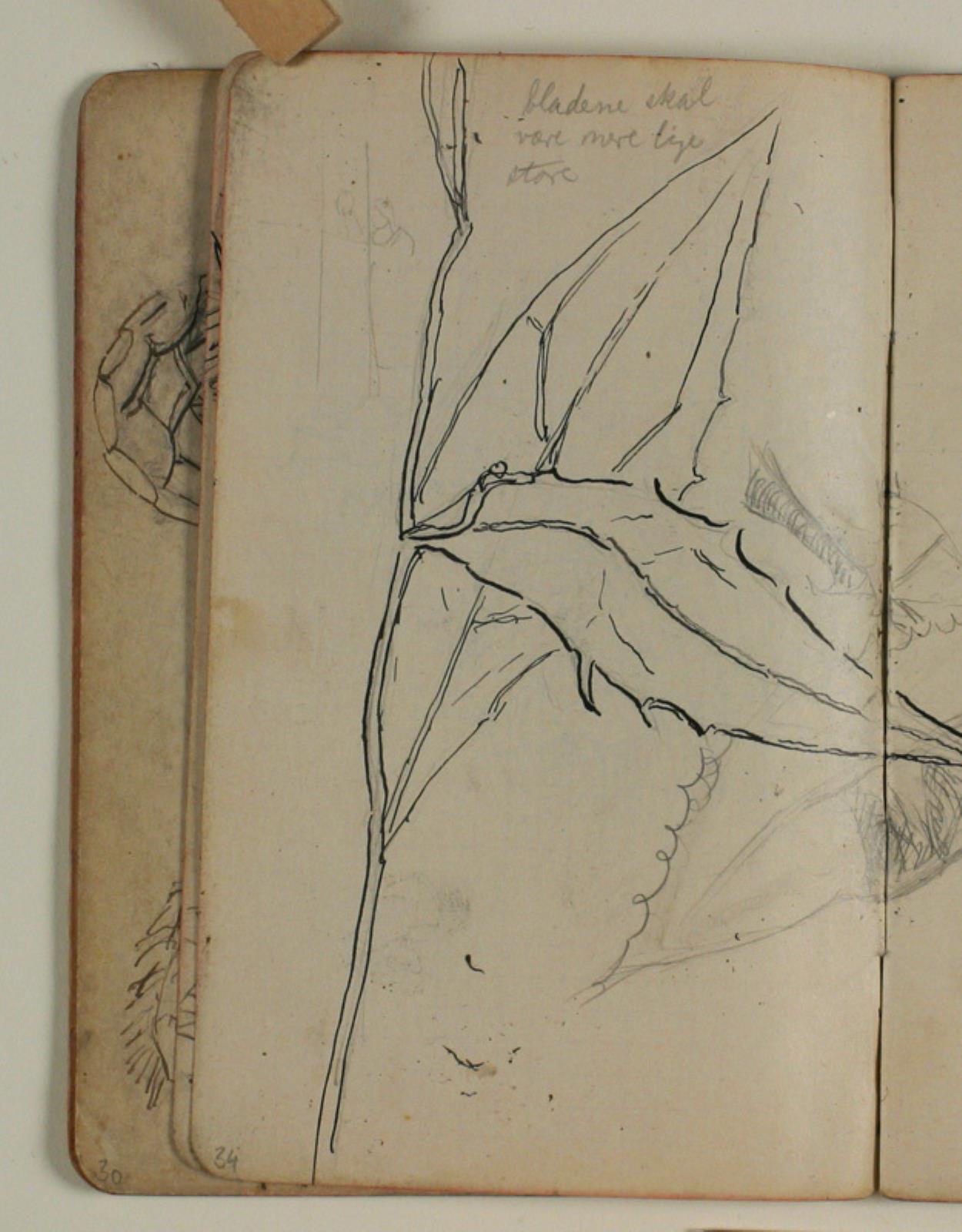 Niels Larsen Stevns, Plantestudie