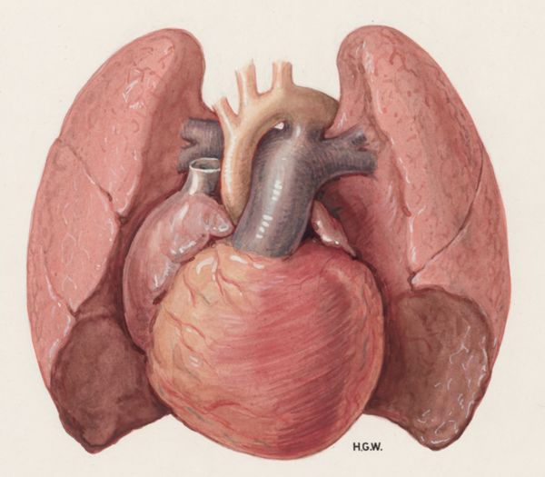 H.G Wetselaar, Heart and adjacent organs
