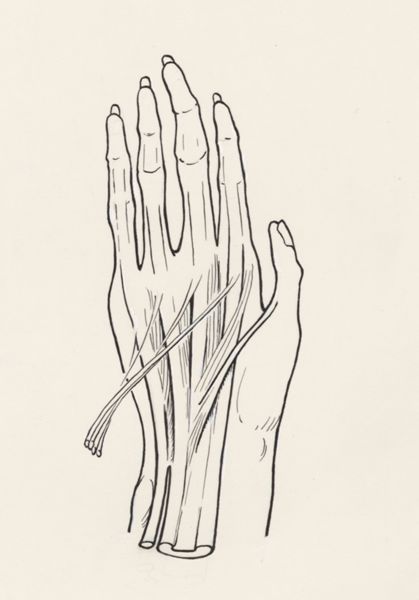 J Wetselaar-Whittaker, Musculoskeletal system of the upper extremity