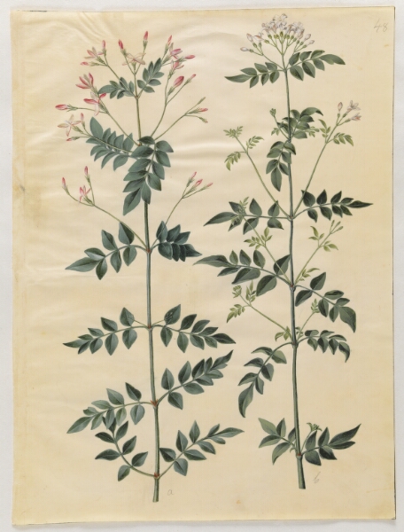 Hans Simon Holtzbecker, Jasminum officinale (læge-jasmin)