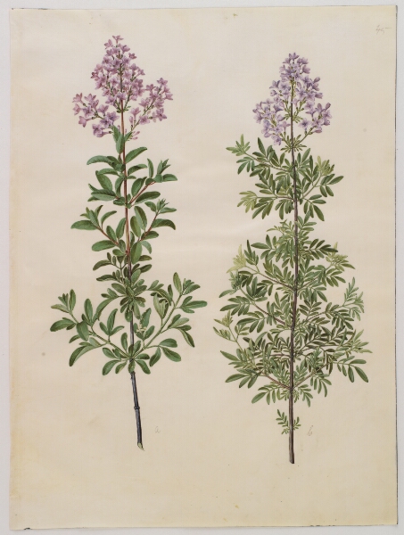 Hans Simon Holtzbecker, Syringa ×laciniata (fliget syren)