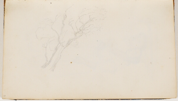P.C. Skovgaard, To spinkle træer