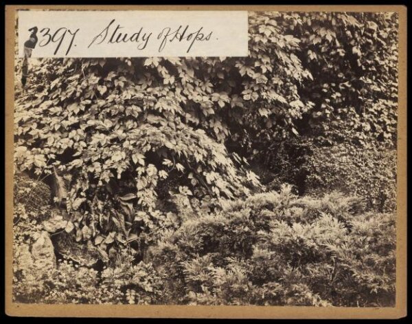 Francis Frith, Photograph