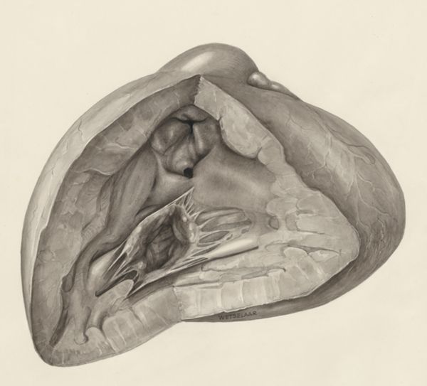 H.G Wetselaar, Heart