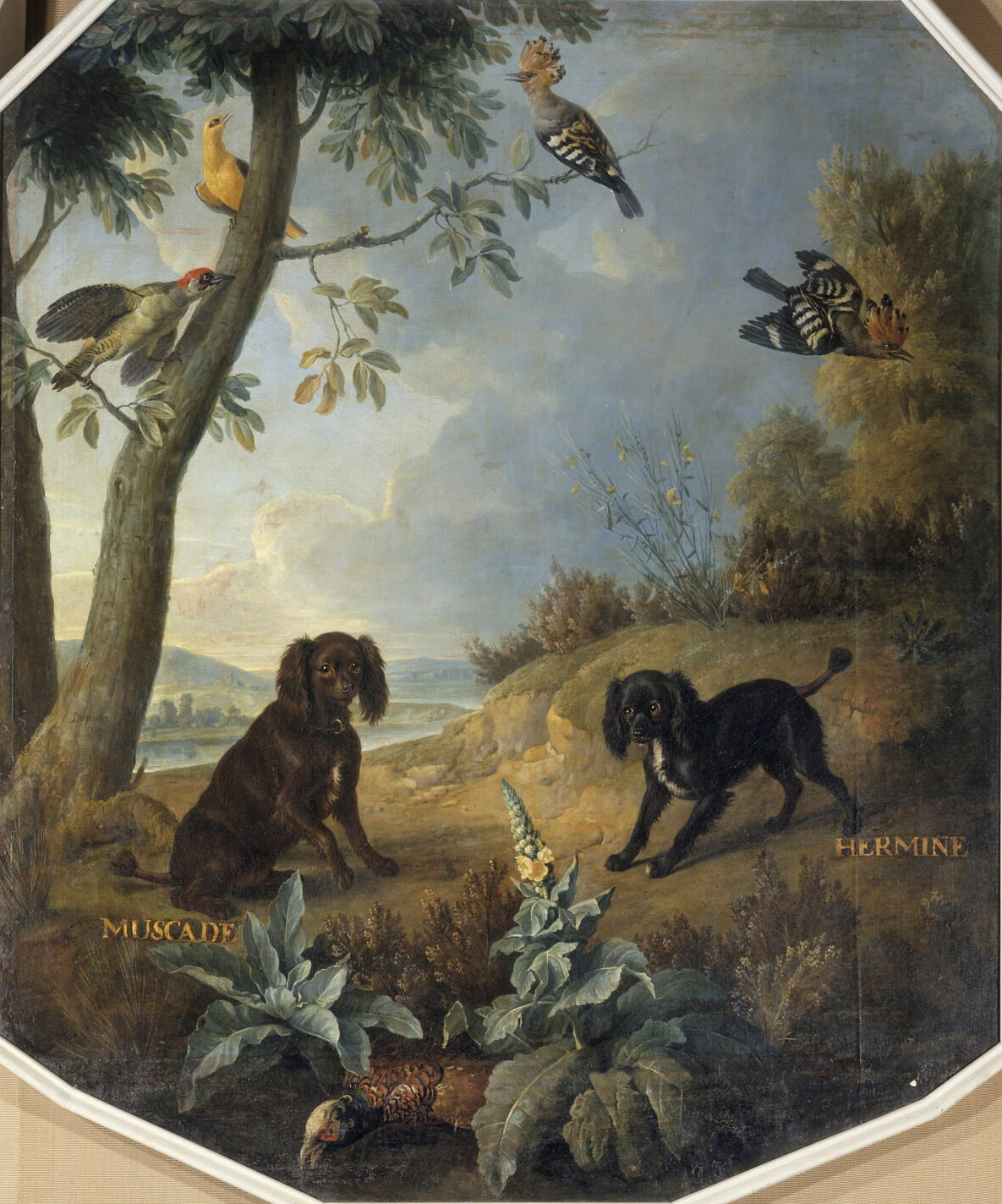 Alexandre-François Desportes, Muscade et Hermine, chiennes de Louis XV