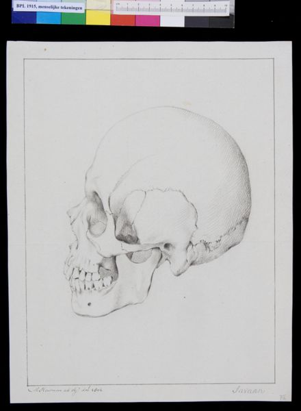 M Houtman, Skull of a Javanese