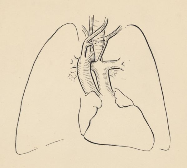 J Wetselaar-Whittaker, Circulatory system of the heart and lungs