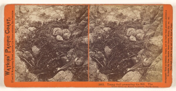 Carleton Watkins, Young Gull presenting his Bill. The latest thing out. Farallone [sic] Islands, Pacific Ocean.