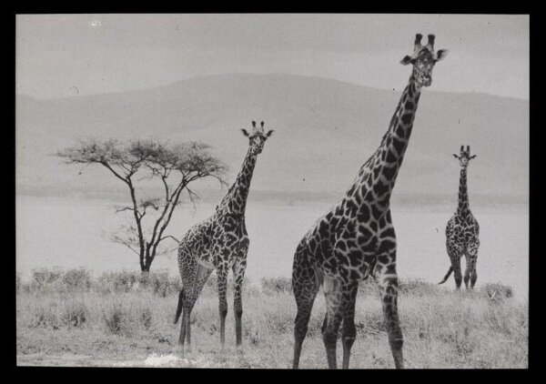 Hinde, John Wilfrid, Three Giraffes