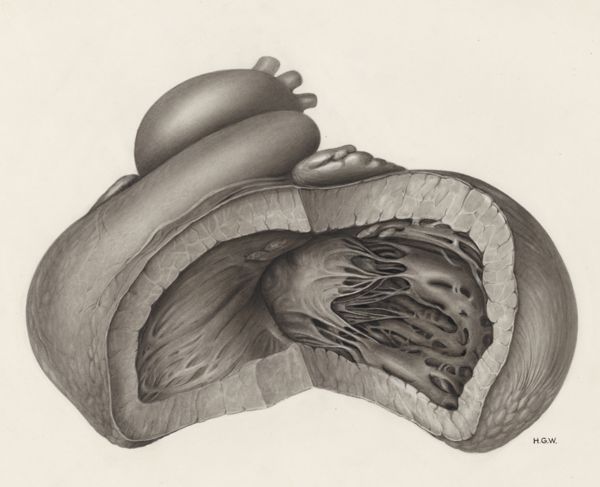 H.G Wetselaar, Cardiovascular system