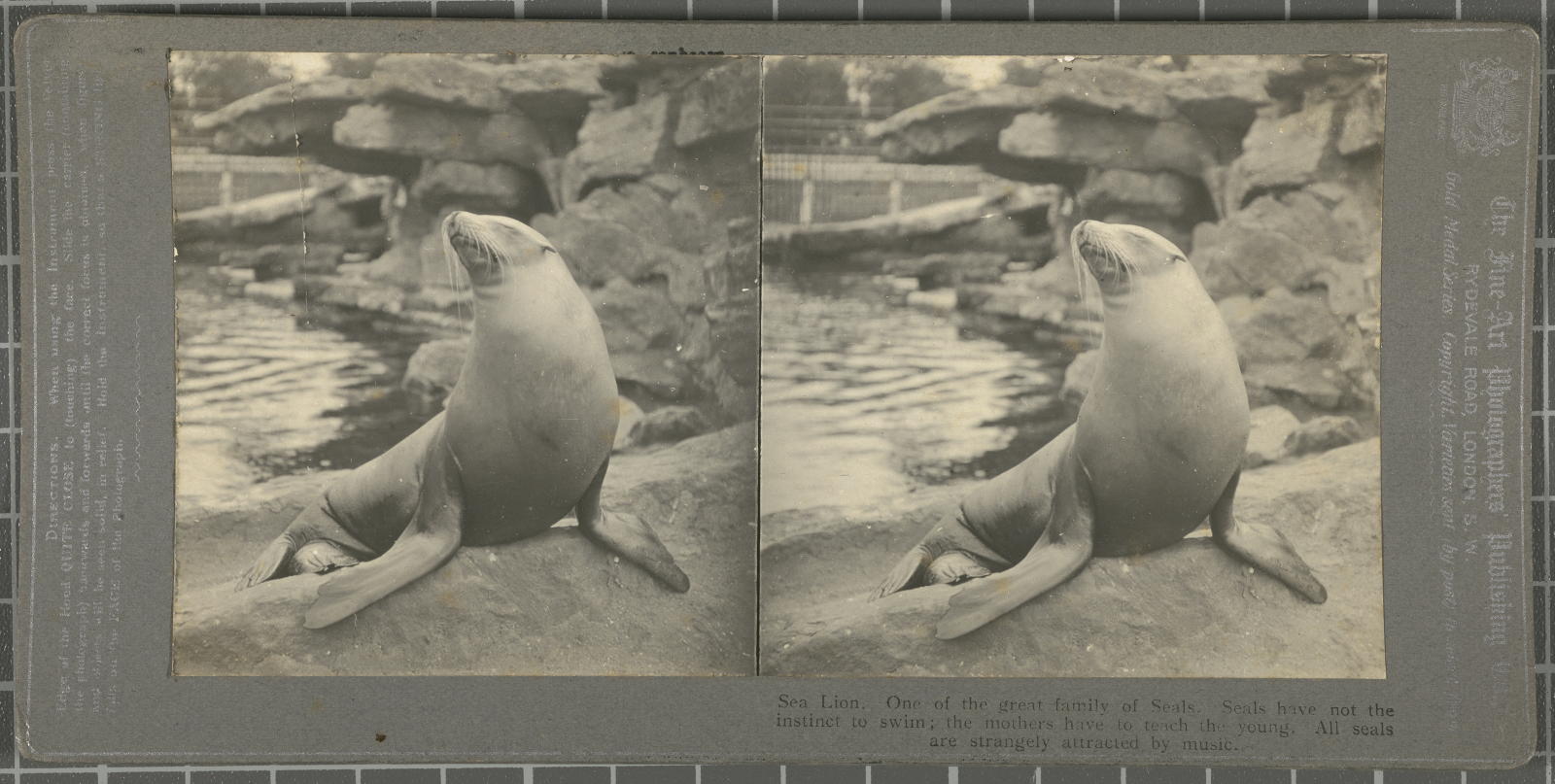 Desconegut, Sea Lion. One of the family of Seals. Fine-Art Photog. Publish. Co.