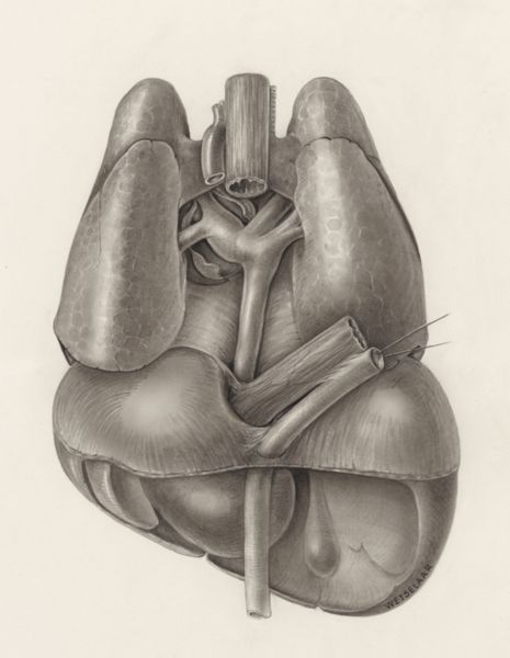 H.G Wetselaar, Heart and adjacent organs