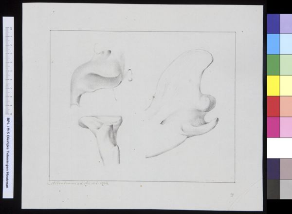 M Houtman, Animals: bones