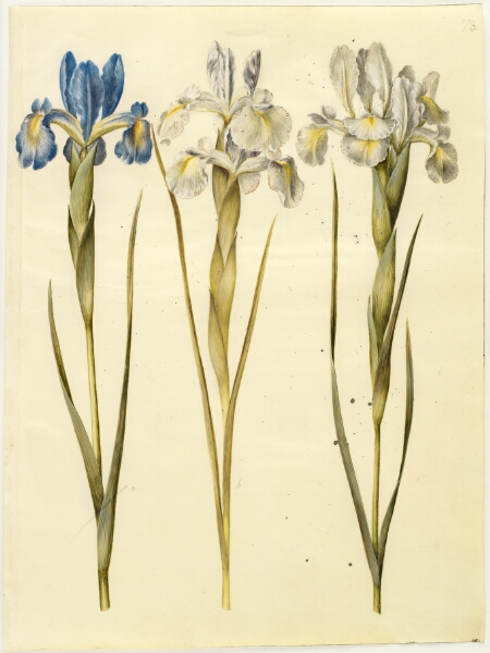 Hans Simon Holtzbecker, Iris latifolia (engelsk iris)