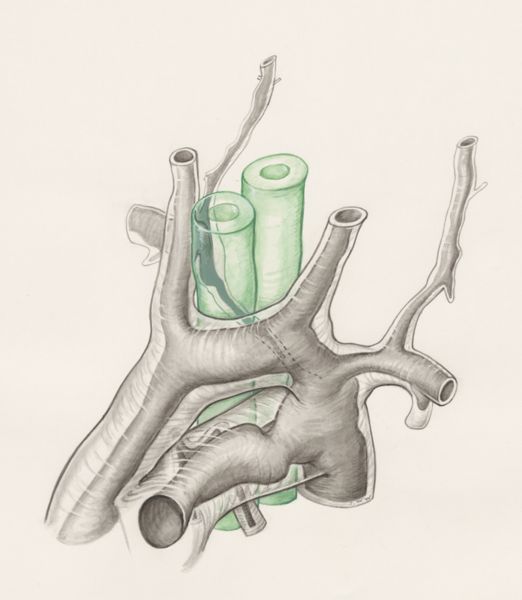 J Wetselaar-Whittaker, Rat embryo
