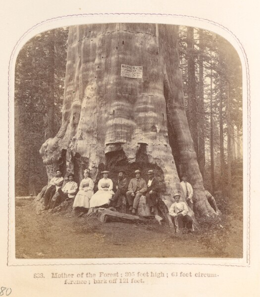 Thomas Houseworth, Mother of the Forest
