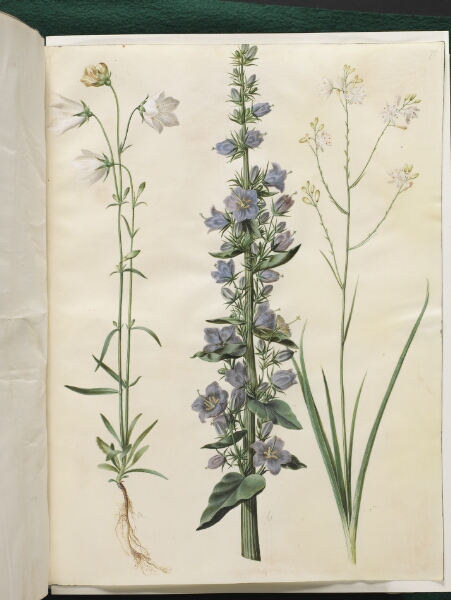 Hans Simon Holtzbecker, Campanula persicifolia (smalbladet klokke); Campanula pyramidalis (pyramide-klokke); Anthericum ramosum (grenet edderkopurt)