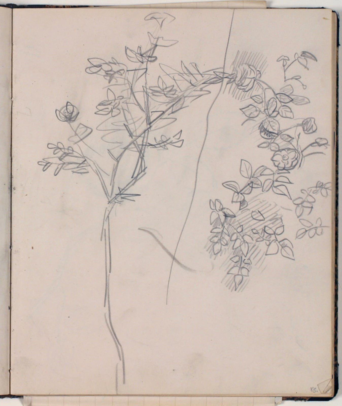 Niels Larsen Stevns, Plantestudie