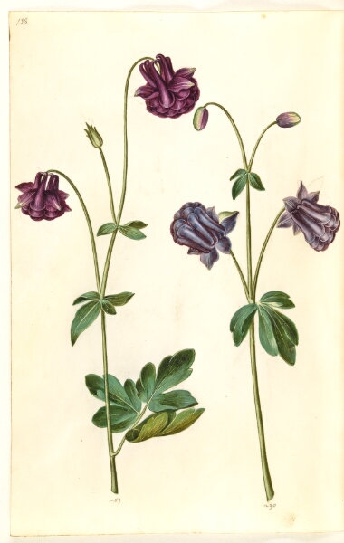 Hans Simon Holtzbecker, Aquilegia vulgaris (almindelig akeleje)