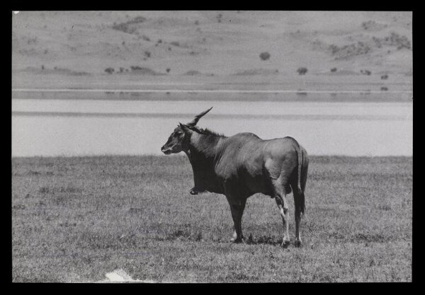 Hinde, John Wilfrid, Eland