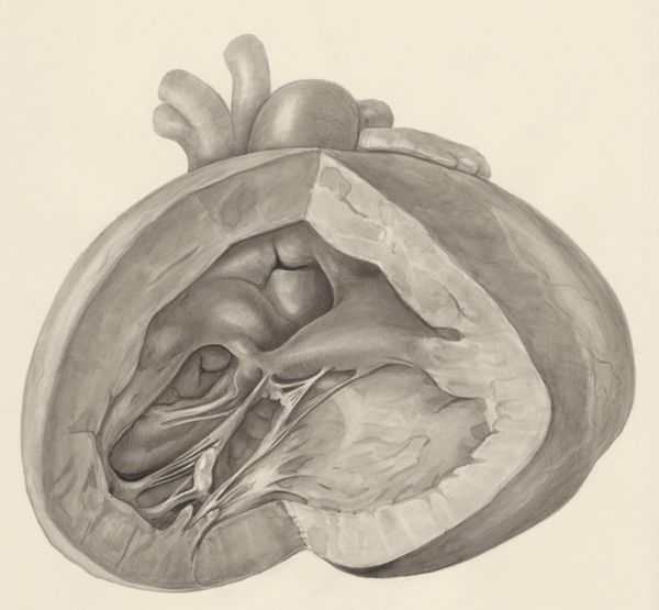 H.G Wetselaar, Heart