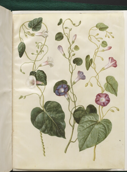 Hans Simon Holtzbecker, Ipomoea purpurea (purpur-pragtsnerle)