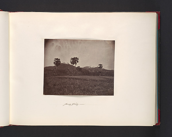 John Thomson, Paddy Fields