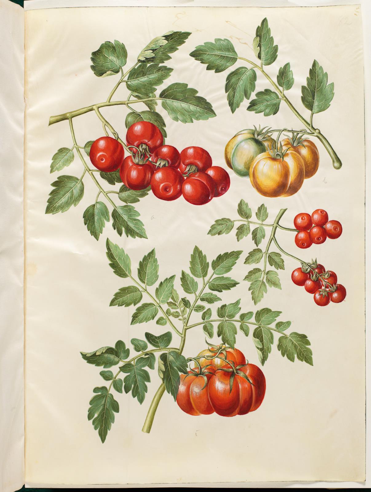 Hans Simon Holtzbecker, Solanum lycopersicum L. (almindelig tomat )