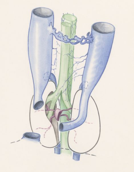J Wetselaar-Whittaker, Internal organs of a human embryo