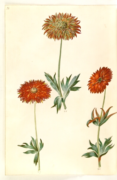 Hans Simon Holtzbecker, Anemone ×fulgens (skinnende anemone)