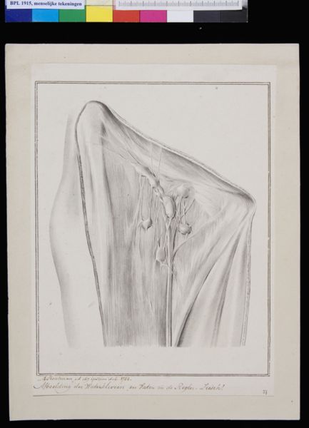 M Houtman, Glands