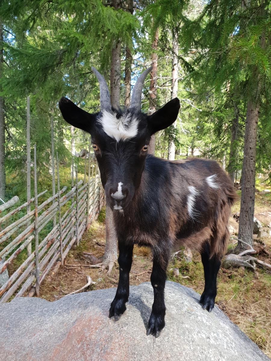 Jennie Tiderman-Österberg, Killing, Nysjöns fäbodar, Svärdsjö, 2018.