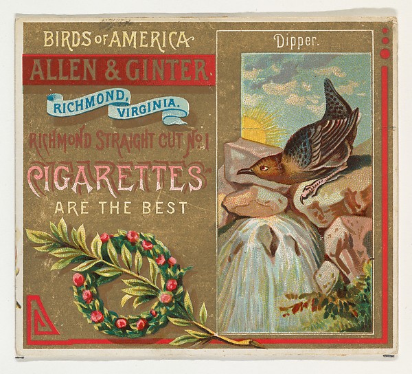 Allen & Ginter, Dipper, from the Birds of America series (N37) for Allen & Ginter Cigarettes