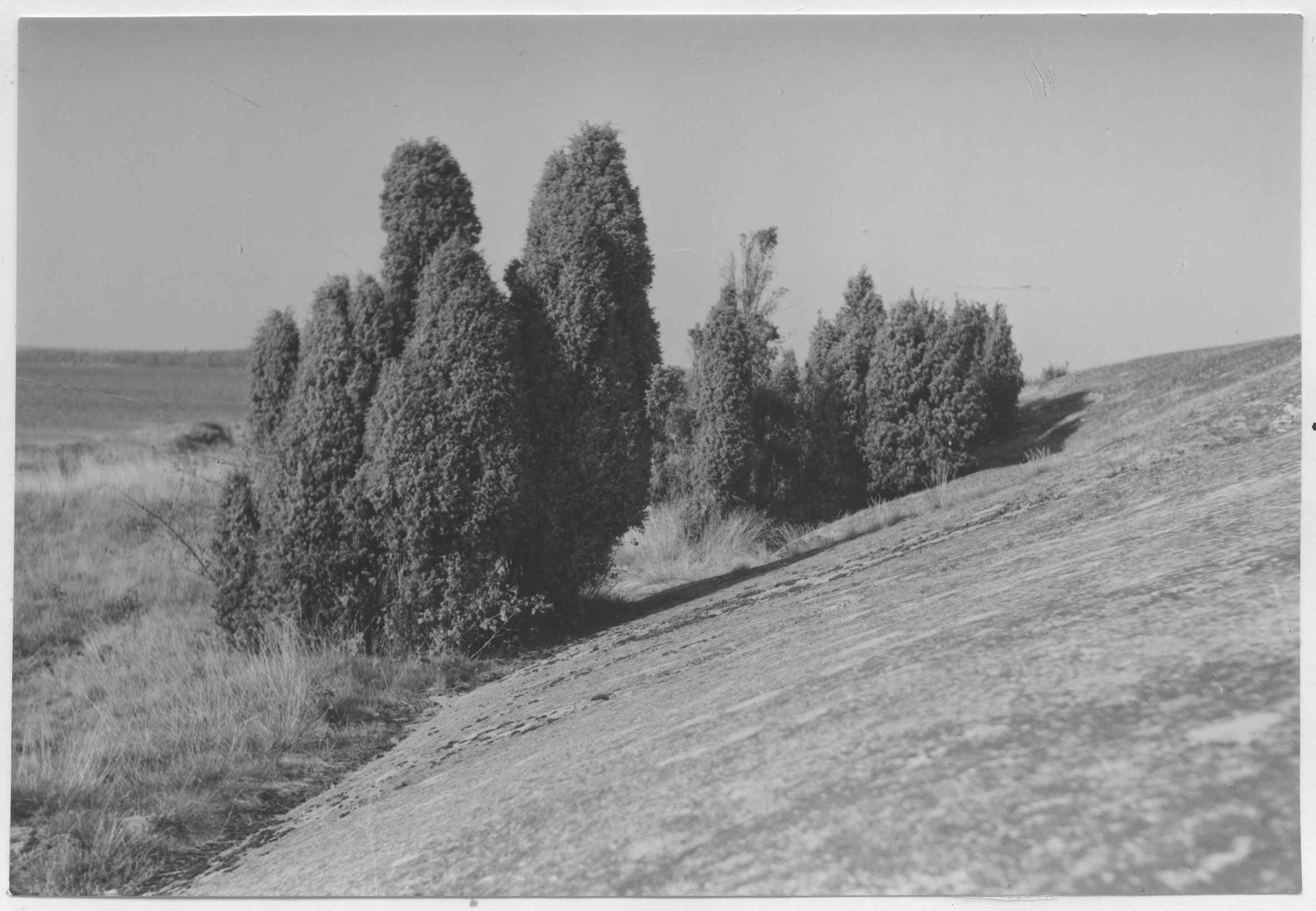 Mårten Sjöbeck, Gökalv