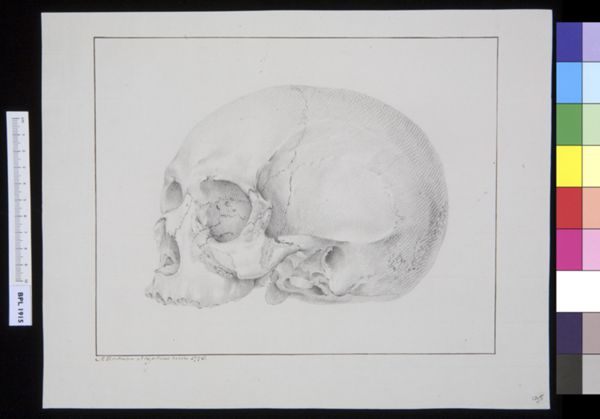 M Houtman, Skull