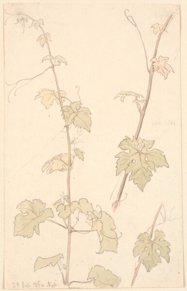 P.C. Skovgaard, Vinranker. Nysø