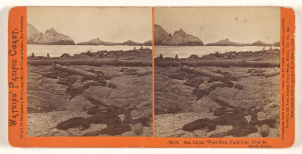 Carleton Watkins, Sea Lions, West End, Farallone [sic] Islands, Pacific Ocean.