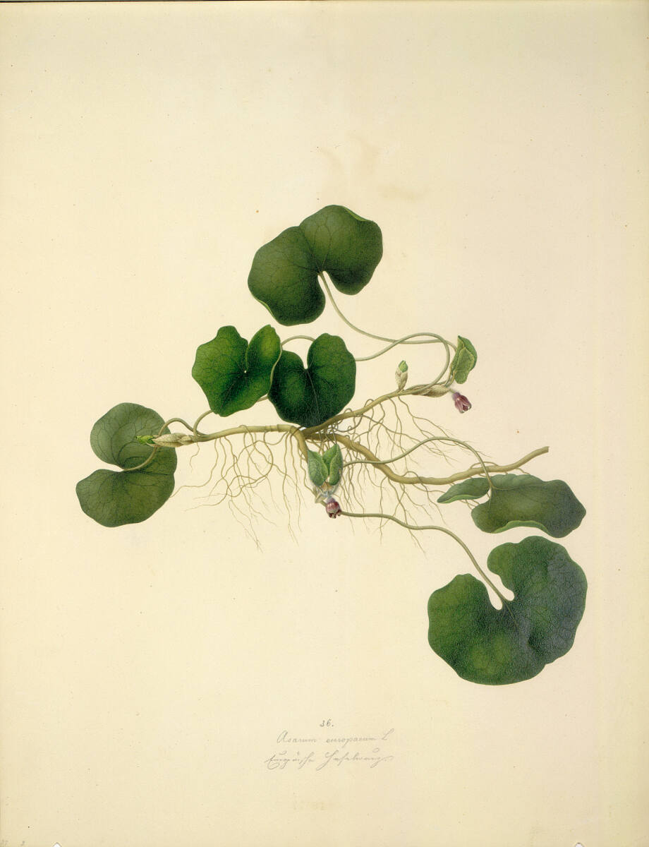 AugustRokert, Asarum europaeum L - Gewöhnliche Haselwurz