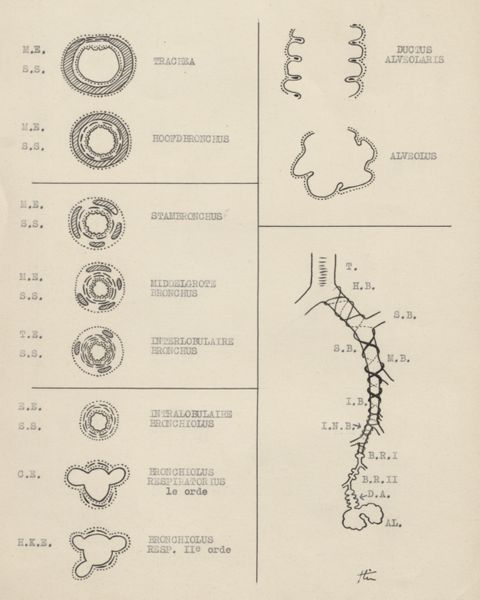 J Tinkelenberg, Schematic representation of the working of the bronchi