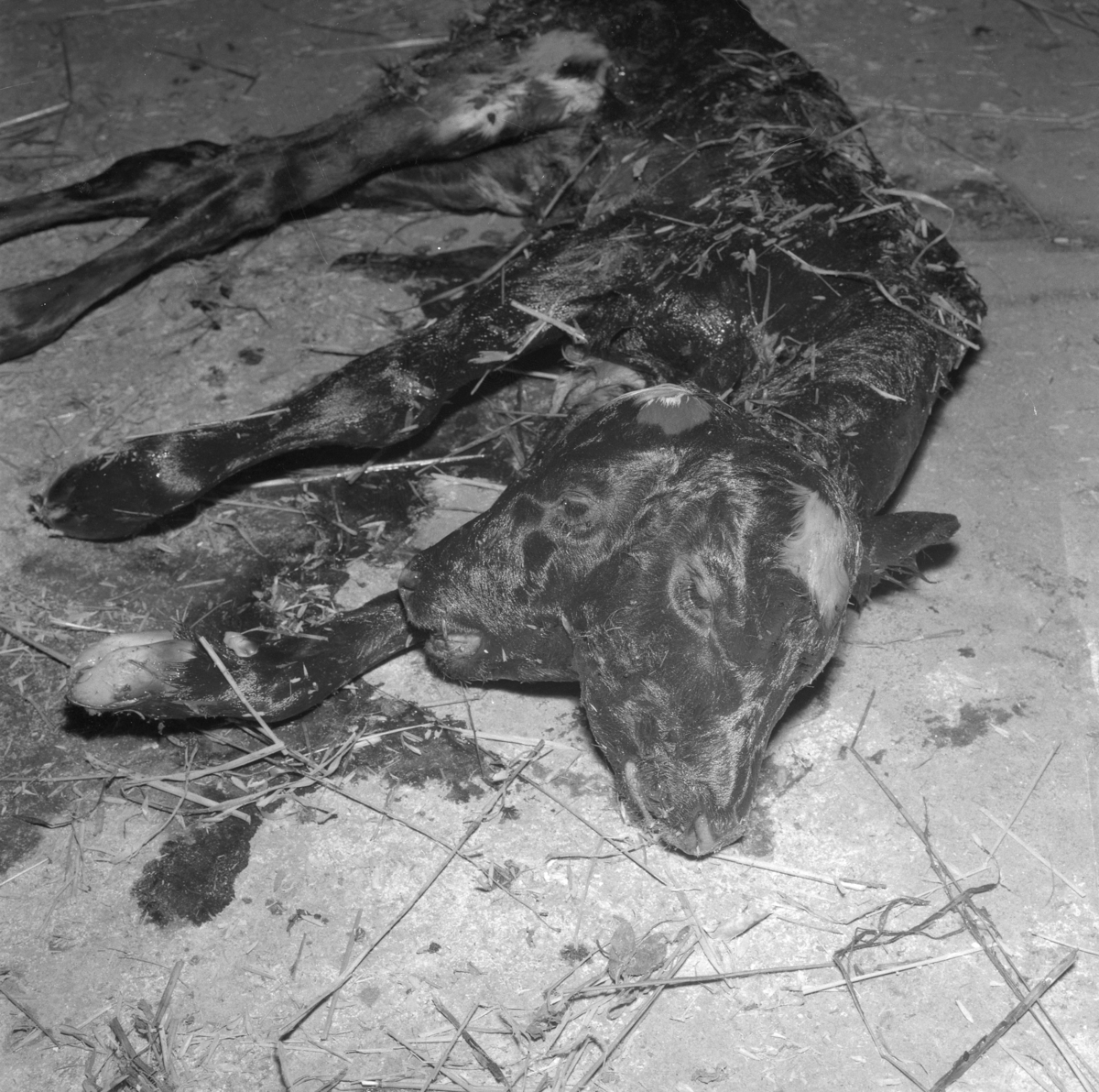 Örebro Kuriren, Kalv med två huvuden. 6 september 1955.