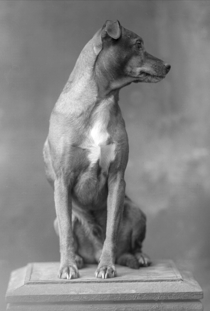 Gustav Borgen, Portrett, hund på sokkel.