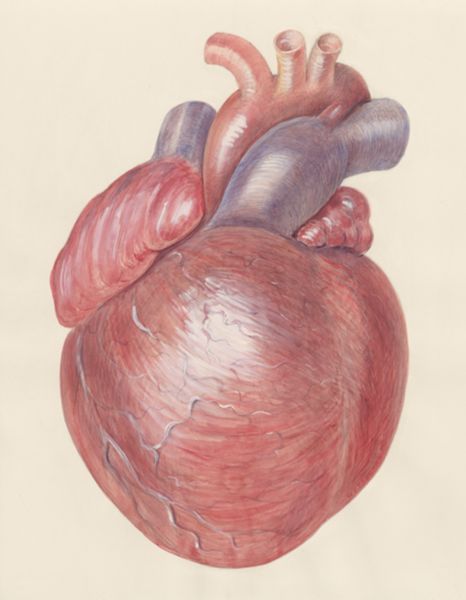 H.G Wetselaar, Heart