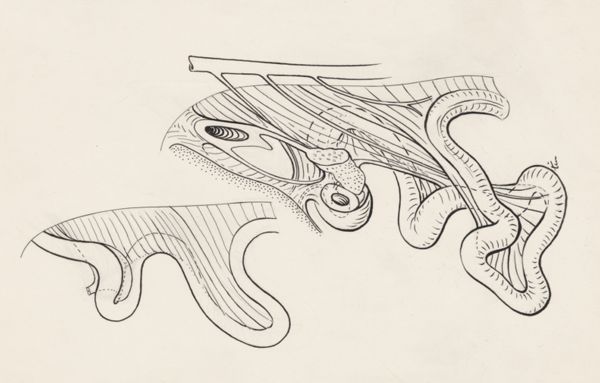 J Tinkelenberg, Tissue of the human embryo