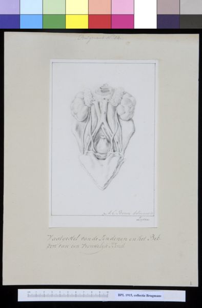 A Bonn, Veins of the pelvis