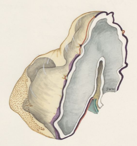 J Wetselaar-Whittaker, Embryonic tissue of a rat