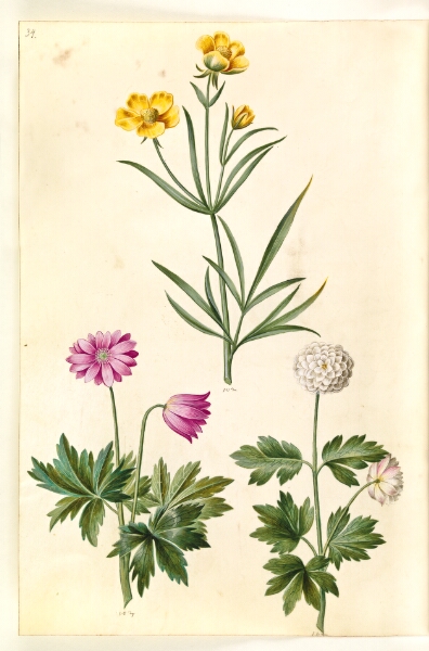Hans Simon Holtzbecker, Ranunculus illyricus (steppe-ranunkel); Anemone nemorosa (hvid anemone)