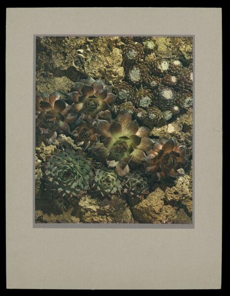 Hinde, John Wilfrid, Sempervivums Aristocratic