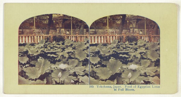 Unknown, Yokohama, Japan. Pond of Egyptian Lotus in Full Bloom (recto); Temple of Juniten at Honmoku, Yokohama, Japan (verso)