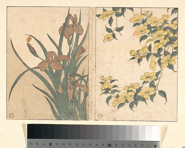 Kitagawa Utamaro, Cherry Blossoms and Irises, from the illustrated book Flowers of the Four Seasons